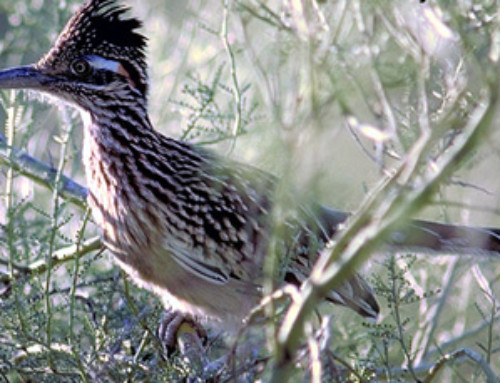 Road Runner