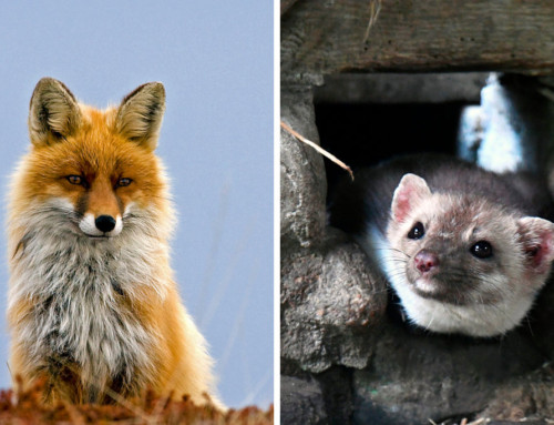 Lyme Disease’s Worst Enemy? It Might Be Foxes